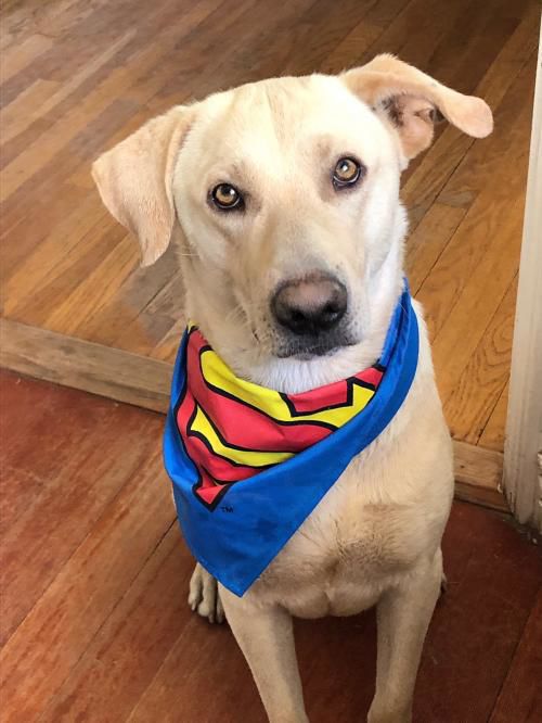 Adopt a friend: Obie